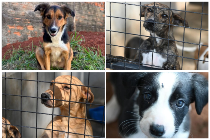Dia Mundial do Cachorro: ADOTE PATINHAS e APAPI in