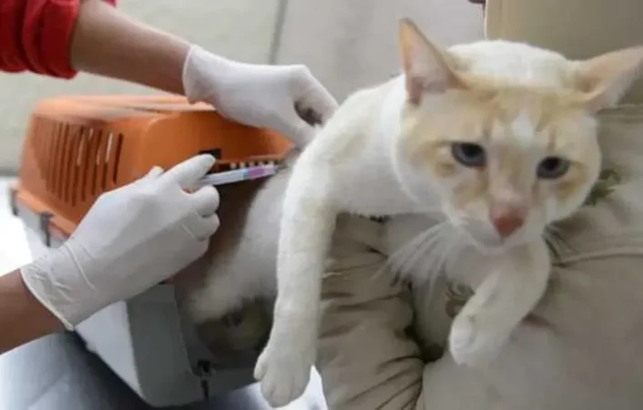 Começa em 27 de setembro a campanha de vacinação a